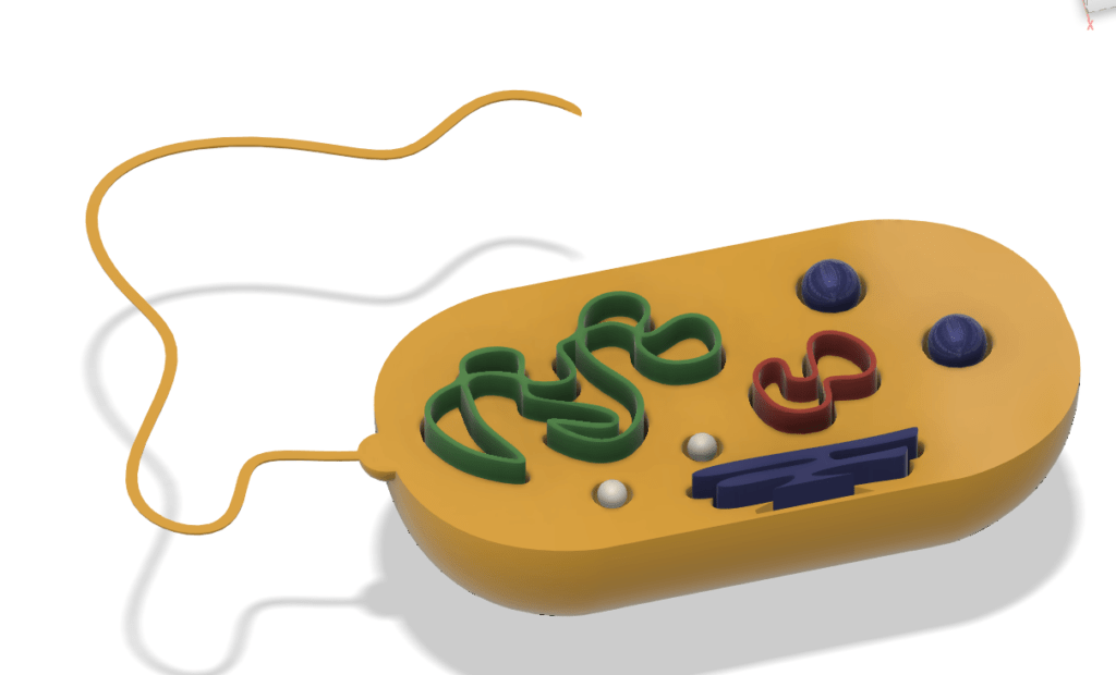 Bacterial Cell Model